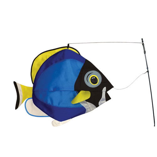Powder Blue Surgeonfish Swimming Fish